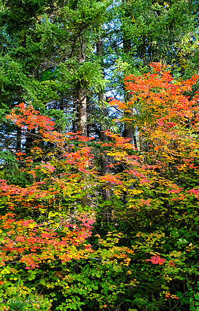 Fall Foliage OR