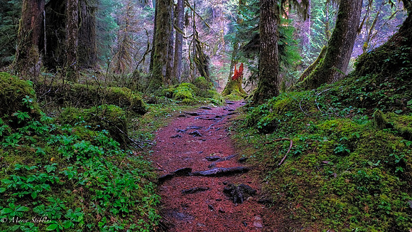 Lewis River Trail