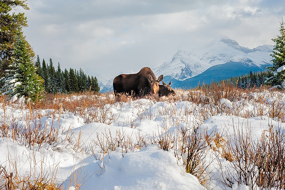 Mom and Baby Moose