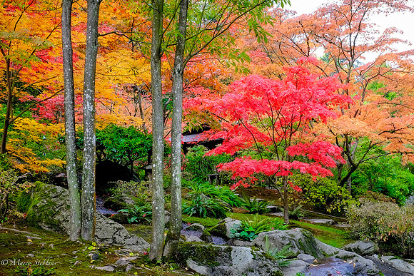 Surrounded by Color