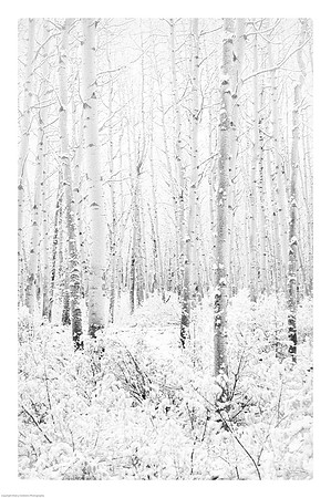 Winter Wonderland