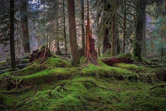 Emerald Forest